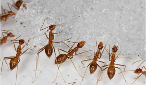 黄疯蚁曾被引入美国,用来对付红火蚁,如今黄疯蚁倒成了入侵物种