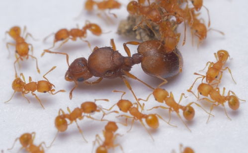 中国大陆新发现著名入侵物种小火蚁 叮咬后有致盲风险